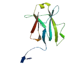 Testis Expressed Protein 33 (TEX33)