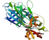 Chromosome 6 Open Reading Frame 132 (C6or<b>f132</b>)