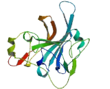 Chromosome X Open Reading Frame 57 (CXorf57)