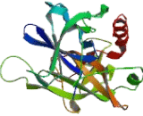 Coagulation Factor II (F2)