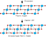 Coagulation Factor XIII (F13)