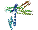 Coiled Coil Domain Containing Protein 114 (CCD<b>C114</b>)