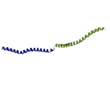 Coiled Coil Domain Containing Protein 136 (CCDC136)