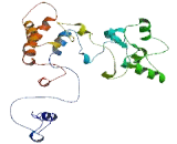 Coiled Coil Domain Containing Protein 137 (CCD<b>C137</b>)