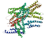 Coiled Coil Domain Containing Protein 144A (CCD<b>C144</b>A)