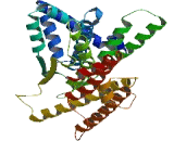 Coiled Coil Domain Containing Protein 146 (CCDC146)