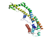 Coiled Coil Domain Containing Protein 155 (CCD<b>C155</b>)