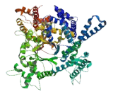 Coiled Coil Domain Containing Protein 165 (CCD<b>C165</b>)