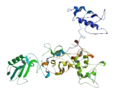 Coiled Coil Domain Containing Protein 60 (CCDC60)