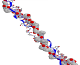 Collagen Type III (COL3)