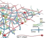 Collagen Type V (COL5)