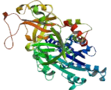 Complement Component 2 (C2)