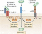 Complement Receptor 3 (CR3)