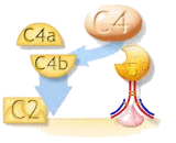 Complement Component 4 (C4)