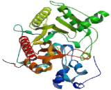 Creatine Kinase, Mitochondrial 1A (CKMT1A)