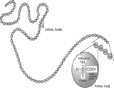 Cyclical Citrullinated Peptide (CCP)