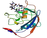 Cyclophilin B (CYPB)