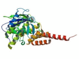 Cyclophilin 40 (CYP-40)