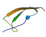 Cysteine Rich Protein, Angiogenic Inducer 61 (CYR61)