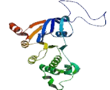 Cystic Fibrosis Transmembrane Conductance Regulator (CFTR)