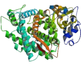 Cytochrome P450 1A2 (CYP1A2)