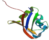 Cytoplasmic Polyadenylation Element Binding Protein 3 (CPEB3)