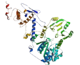 DEAD Box Polypeptide 5 (DDX5)