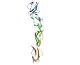 Cluster Of Differentiation 55 (CD55)