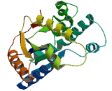 Deoxythymidylate Kinase (DTYMK)