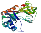 Di-N-Acetyl Chitobiase (CTBS)