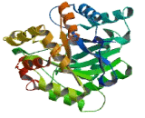 Dihydrodiol Dehydrogenase 2 (DDH2)