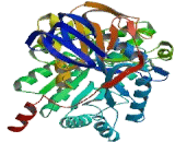 Dihydropyrimidinase Like Protein 3 (DPYSL3)