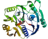 Dimethylarginine Dimethylaminohydrolase 1 (DDAH1)