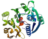 Dimethylarginine Dimethylaminohydrolase 2 (DDAH2)