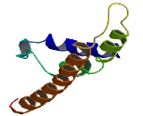 Discs, Large Homolog Associated Protein 5 (DLGAP5)