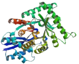 Enolase 3 (ENO3)