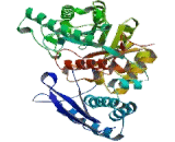 Enolase 1 (ENO1)