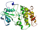 Ephrin Type A Receptor 5 (EPHA5)