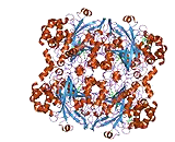 Erythrocyte Catalase (EC)