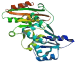 Eukaryotic Translation Initiation Factor 4A1 (EIF4A1)