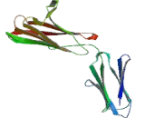 Cluster Of Differentiation 147 (CD147)