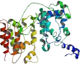 Extracellular Matrix Protein 1 (ECM1)