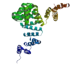 FK506 Binding Protein 8 (FKBP8)