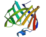 Fatty Acid Binding Protein 1 (FABP1)