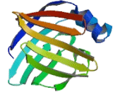 Fatty Acid Binding Protein 4 (FABP4)