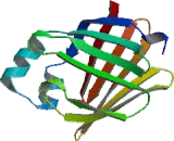 Fatty Acid Binding Protein 7, Brain (FABP7)