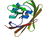 Fatty Acid Binding Protein 8, Myelin (FABP8)