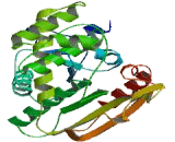 Fatty Acid Synthase (FASN)