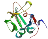 Fibroblast Growth Factor 23 (FGF23)