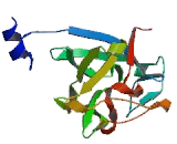 Fibroblast Growth Factor 8, Androgen Induced (FGF8)